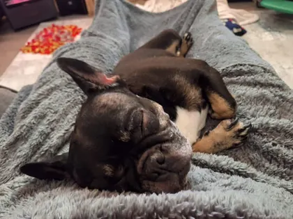 Guest dog enjoying home-from-home care