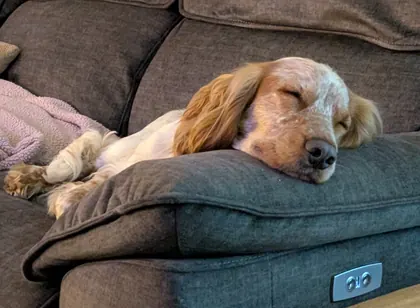 Guest dog enjoying home-from-home care