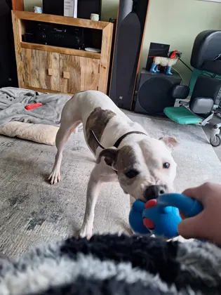 Guest dog enjoying home-from-home care