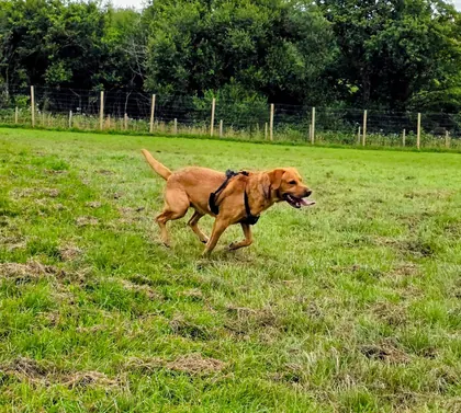 Guest dog enjoying home-from-home care