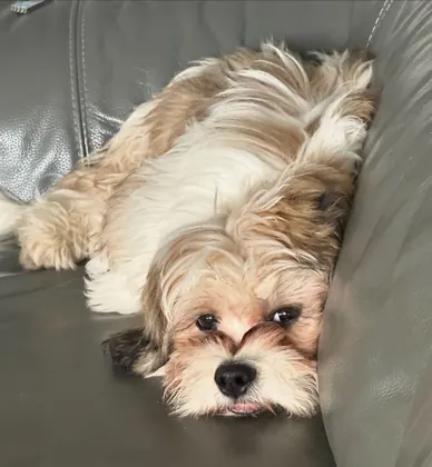 Guest dog enjoying home-from-home care