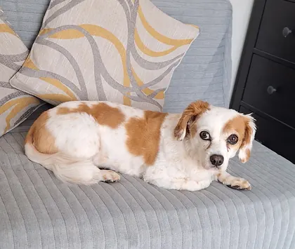 Guest dog enjoying home-from-home care