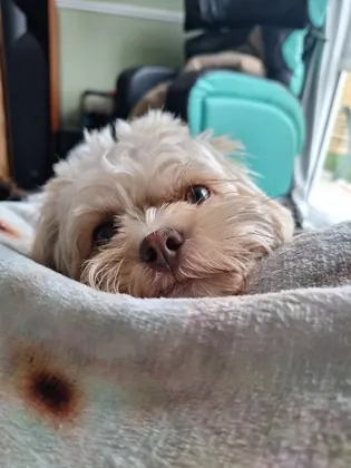 Guest dog enjoying home-from-home care