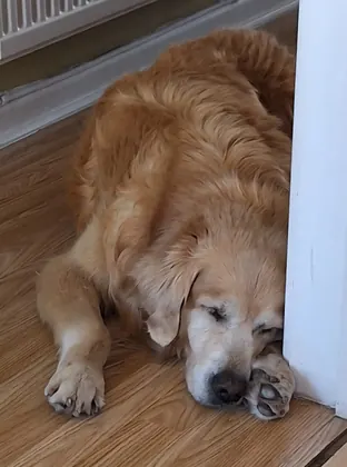 Guest dog enjoying home-from-home care