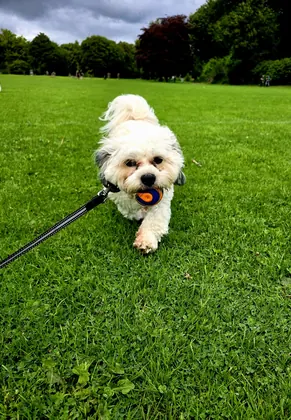 Guest dog enjoying home-from-home care