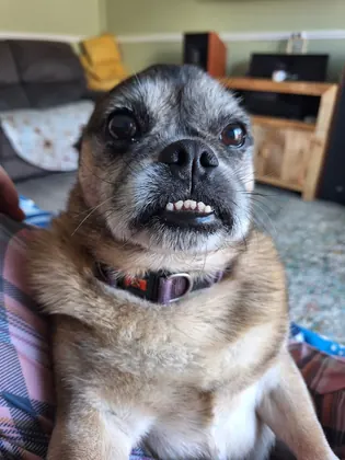 Guest dog enjoying home-from-home care