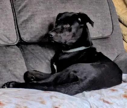 Guest dog enjoying home-from-home care